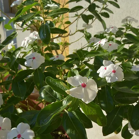 Attico 33 Alojamento de Acomodação e Pequeno-almoço 4*